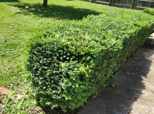 Bush Trimming by Jerry Ashlock for Zachary T. in Kirkwood, MO