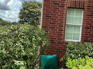 Bush Trimming by Cecilia Dela Fuente for Todd T. in Pearland, TX