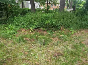 Cleanups by Roosevelt Williams for Kristoffer H. in Lions Park, MN