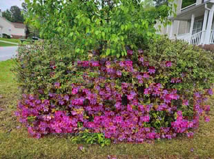 Bush Trimming by Rodney Rhone for Natalie A. in Columbia, SC