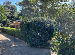 Bush Trimming by Matthew Schmidt for Connor R. in Pensacola, FL