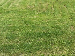Bush Trimming by Warren Matthew for Micah M. in Saint Ann, MO