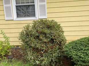 Bush Trimming by Grant Seura for Jenny S. in Independence, MO
