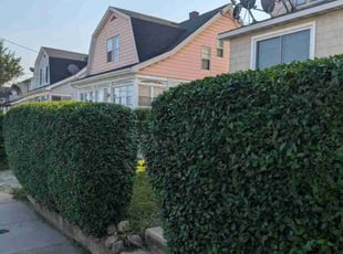 Bush Trimming by Orlando Roche for Dion L. in Waterbury, CT