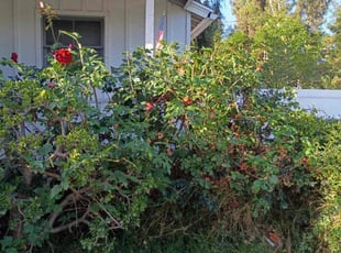 Bush Trimming by Fernando Gomez Rodriguez for Jewell R. in Whittier, CA