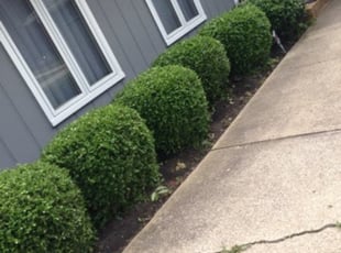 Bush Trimming by Mike Will for Sandy K. in Strongsville, OH
