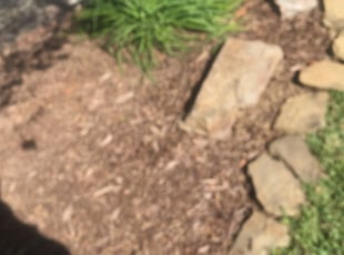 Weeding by Tarri Taylor for Deborah R Y. in Lafayette, LA