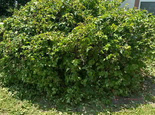 Bush Trimming by Gabriel Morales for Darrell W. in Deltona, FL