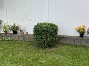 Bush Trimming by Egbert Bickley for George A. in Buffalo, NY