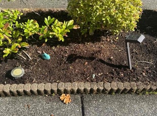 Weeding by Nouri Abdelkader for Vinod R. in Bothell, WA