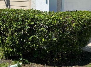 Bush Trimming by Delson Auguste for Maksym B. in Orange Park, FL
