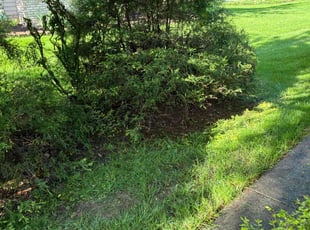 Bush Trimming by robert rufin for Chris O. in North Royalton, OH