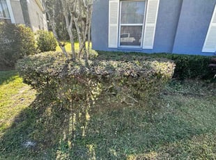 Bush Trimming by Diego Banda for Cheryl G. in Tampa, FL