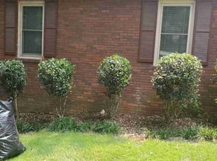 Bush Trimming by Crystal Murillo for Cassandra S. in Conyers, GA