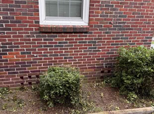 Bush Trimming by Travel Tull for Grayson V. in cayce, SC