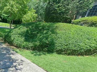 Bush Trimming by Steven Ortiz for Matthias M. in Washington, DC