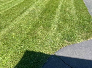 Cynthia P.'s Lawn Service service result