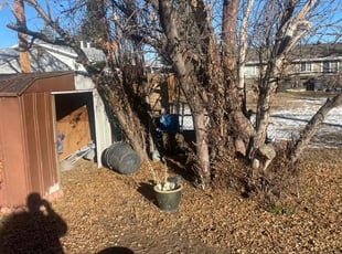 Bush Trimming by Mike Barth for Troy E. in Lakewood, CO