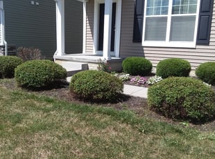 Bush Trimming by Cody Wolfe for Hari D. in Blacklick, OH