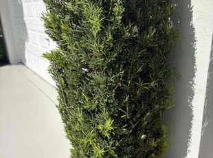 Bush Trimming by Charles Walton for Zan R. in Boynton Beach, FL