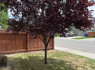 Bush Trimming by Scott Ellis for Marian E. in Boise, ID