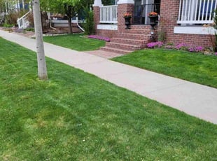 Leaf Removal by Junior Hernandez for Julie E. in Denver, CO