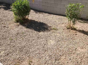 Bush Trimming by Lamont Johnson for Tim P. in Las Vegas, NV