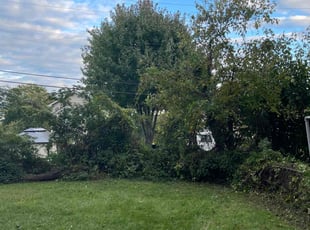 Bush Trimming by Arondo Douglas for Leon J. in Baltimore, MD
