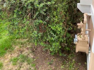 Bush Trimming by Jay Chavez for Tien N. in Kenmore, WA