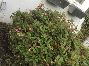 Cleanups by Tushar Rawat for Kelly T. in Fairfax, VA