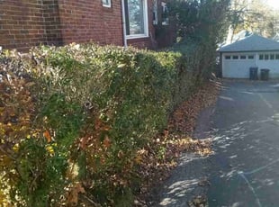 Bush Trimming by Albert Brown for Hello Property M. in Boston, MA
