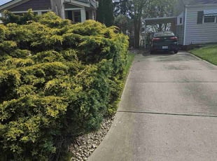 Bush Trimming by Nicholas Weber for Sherry A. in Cincinnati, OH