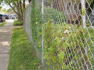 Bush Trimming by Matt Brady for Julia B. in Philadelphia, PA