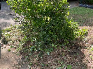 Bush Trimming by Christopher Kelly for Richard G. in Canton, GA