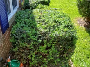 Bush Trimming by Edwin Villagran for Marie A. in Gaithersburg, MD