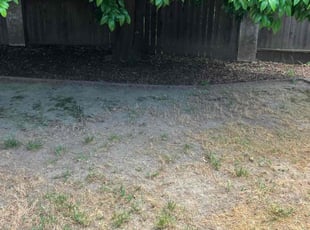 Leaf Removal by Gabriel Aldrete Contreras for Eris Z. in Davis, CA