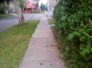 Bush Trimming by Destin Rouse for Michael B. in Rochester, NY