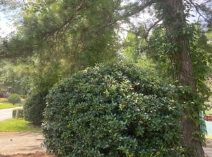 Bush Trimming by Reuben Brown for Kathy Y. in Riverdale, GA