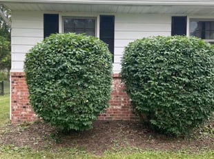 Bush Trimming by Chai Vue for Melinda G. in Mogadore, OH