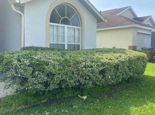 Bush Trimming by John Weber for Lyza V. in Kissimmee, FL