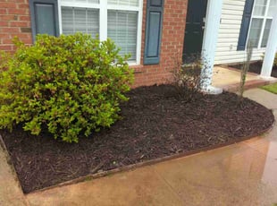 Mulching by Ismael Galvez for Andrew O. in Indian Trail, NC