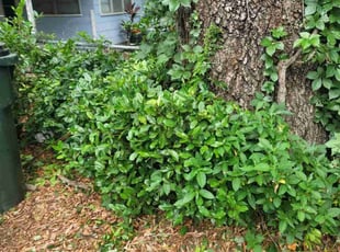 Bush Trimming by Raoul louza for Allan K. in Lakeland, FL