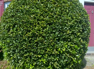 Bush Trimming by Jesus Espinosa for Helen F. in Charlotte, NC