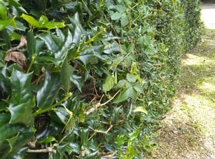 Bush Trimming by Kerry Moliere for Edward S. in New Orleans, LA