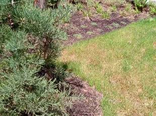 Weeding by Kristofel Simbajon for Wenona R. in Seattle, WA