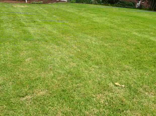 Michele W.'s Yard Cutting service result