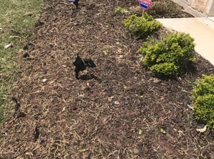Cleanups by Humberto Bernal for Shadia a. in Pflugerville, TX