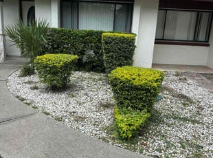 Bush Trimming by Michael Murphy for Dahlia M. in Orlando, FL