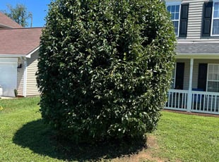 Bush Trimming by Daryl Howze for Raisa P. in Charlotte, NC