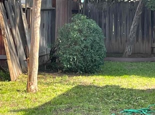 Bush Trimming by Enoe Sanchez for Ms. H. in Elk Grove, CA